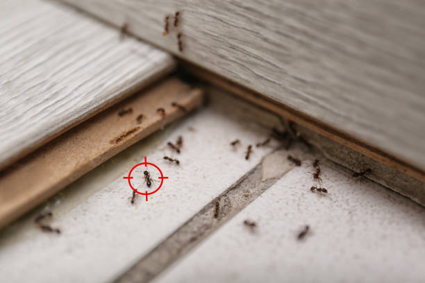 Best Exterminator Services  in Wlowbrook, IL