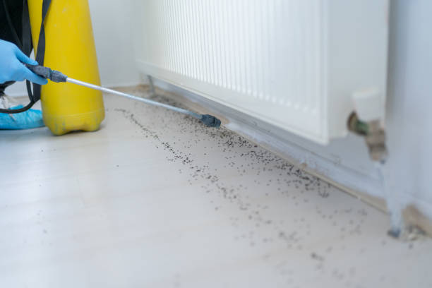 Best Mosquito Control Services  in Wlowbrook, IL